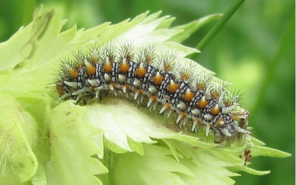 Bruco di Nymphalidae da ID - Melitaea didyma